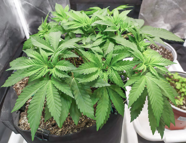 Подготовка Biscotti Mintz к цветению