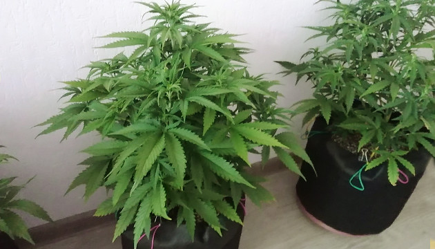 Цветение Т-34