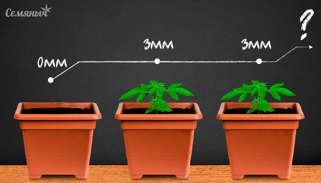 Остановка развития ростка марихуаны