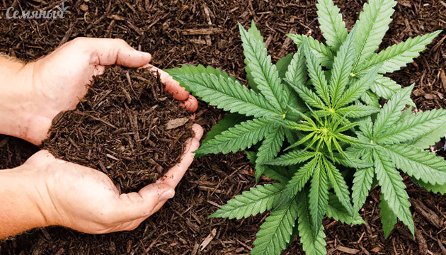 Польза мульчи при выращивании