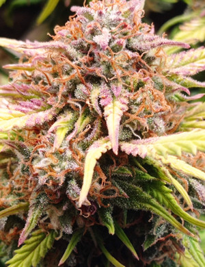 Соцветие Super Lemon Haze Auto