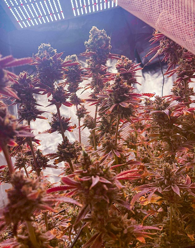 Куст конопли перед харвестом