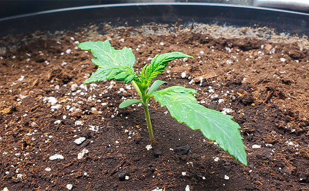 Деформация первой пары листьев