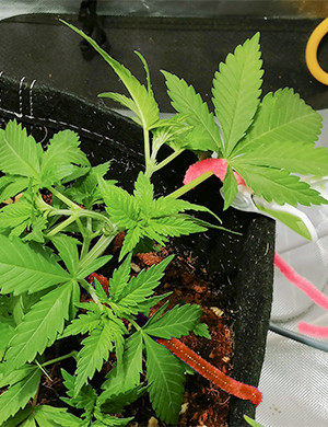 Закрепление ветвей методом LST