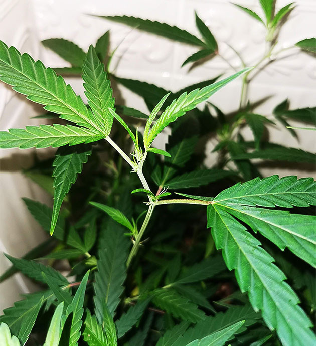 Новые побеги конопли рядом с пестиками