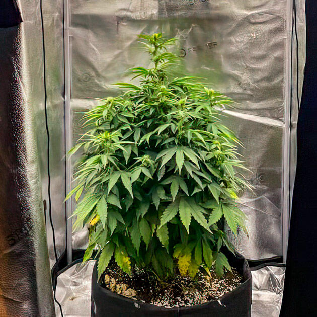 Каннабис ростом 62 см