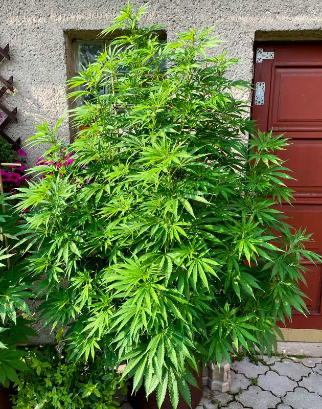 Стимуляция цветения сорта Bruce Banner #3