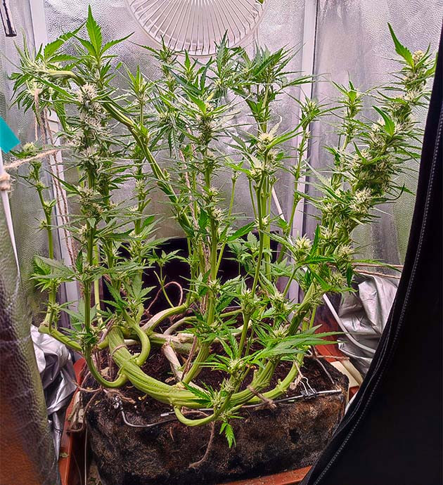 Подготовка к цветению и новая питательная смесь