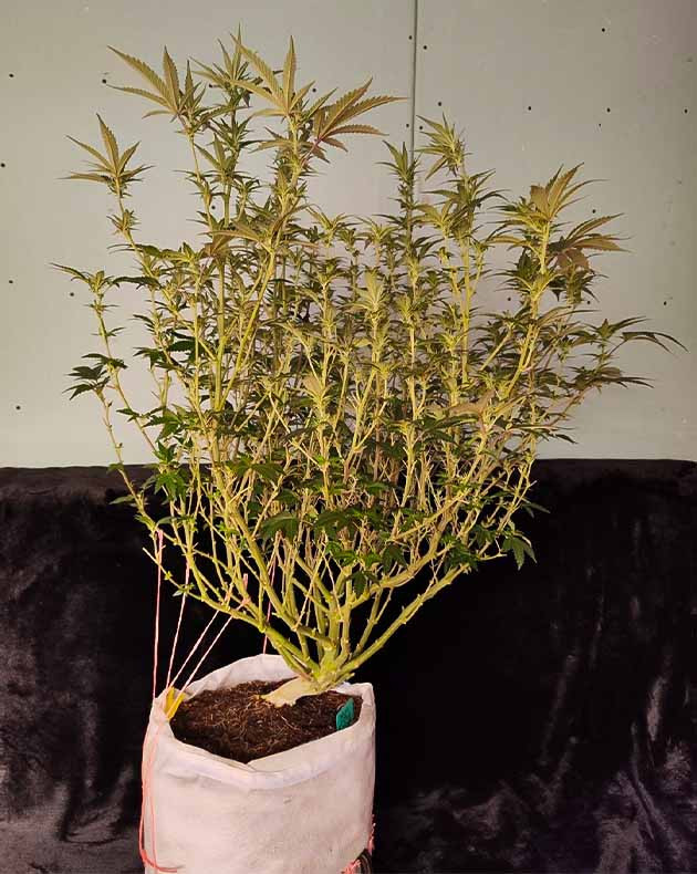 Гроурепорт сорта Dozy Doz