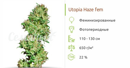 Utopia Haze от Barney's Farm