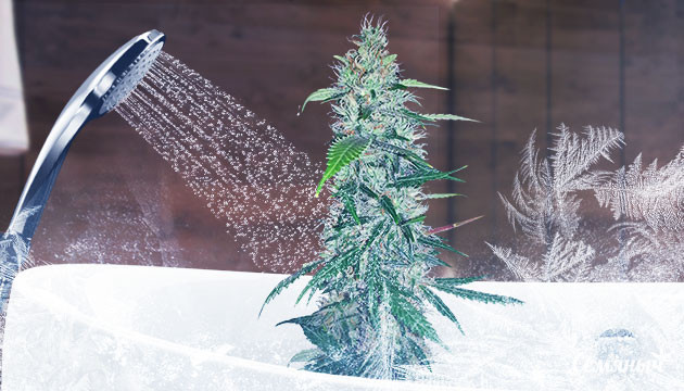 Ледяной душ при выращивании конопли