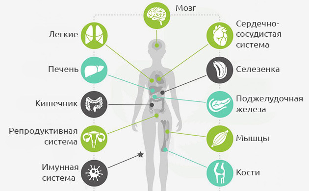 Эндоканнабиноидная система в качестве коммуникационной сети