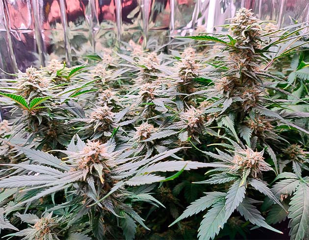 10 неделя выращивания сорта Gelato Auto