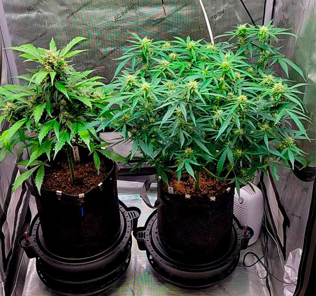 Марихуана в активной фазе цветения с густой кроной