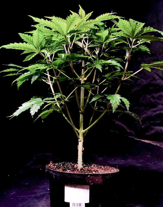 Пересадка в конечный горшок Lemon Citron