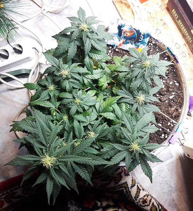 Bитамины для Kali Mist Auto fem