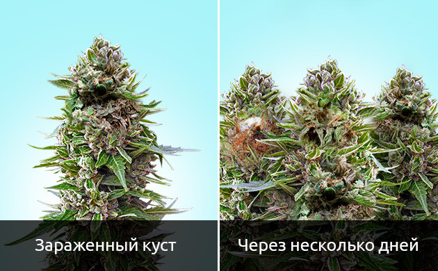 Бутонная гниль на каннабисе