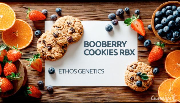 Гроурепорт сорта конопли Booberry Cookies RBX от Ethos Genetics
