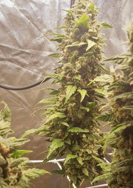 Куст конопли Critical XXL Auto перед харвестом