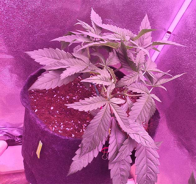 Куст конопли с обрезанными макушками