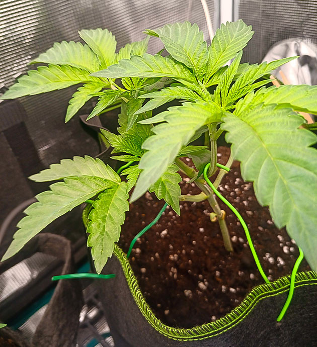 High Society: настройка освещения и удобрений