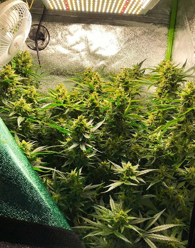 Куст каннабиса с большими бутонами