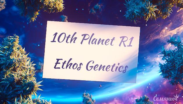 Гроурепорт сорта 10th Planet R1 от Ethos Genetics