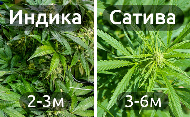 Размеры кустов Индики и Сативы