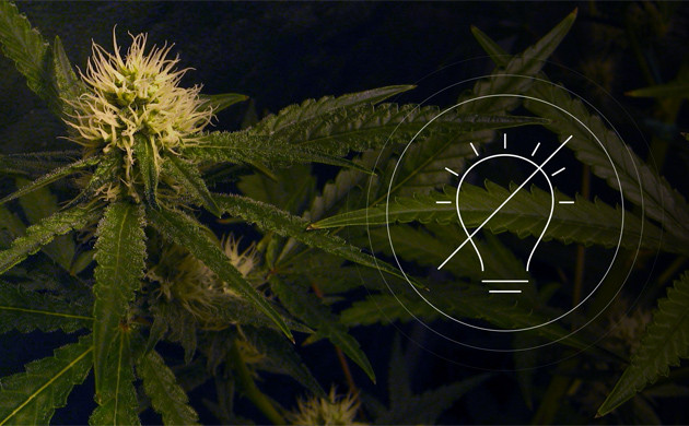 Темновой стресс марихуаны