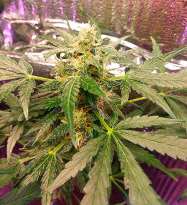 Полив компотом 10 неделя выращивания Auto Tutankhamon от Pyramid Seeds