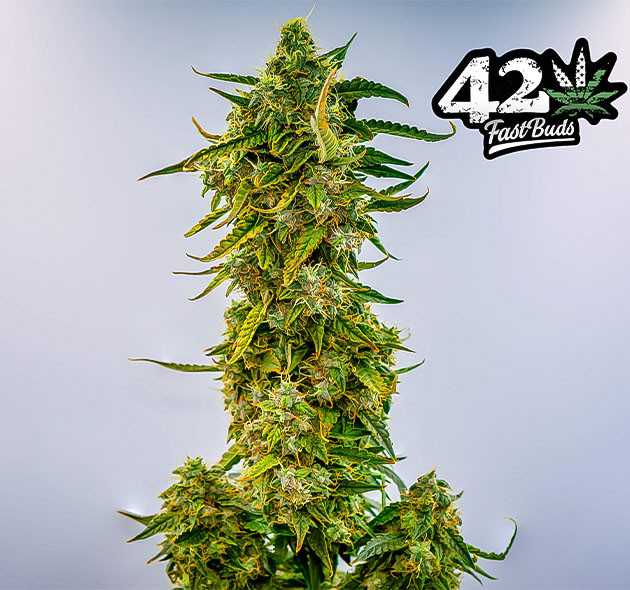 Шишка Wedding Cheesecake Auto