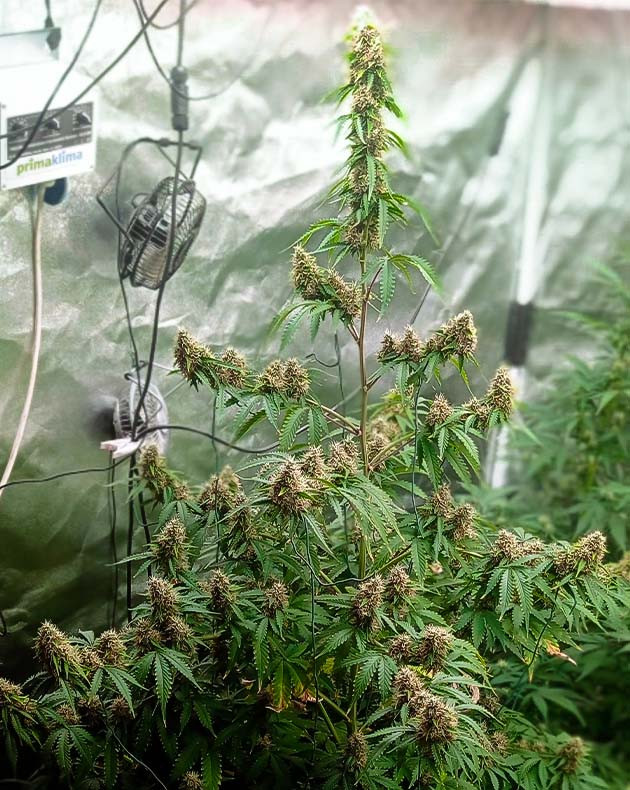 подготовка к харвесту White Widow Auto