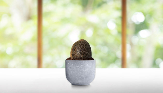 Неподходящий горшок