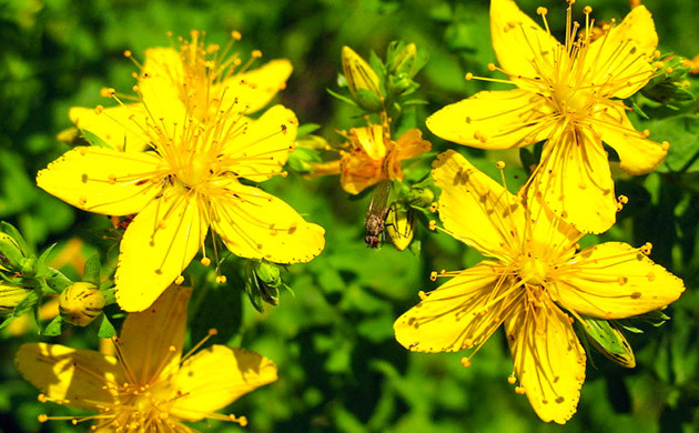 Желтые цветы зверобоя