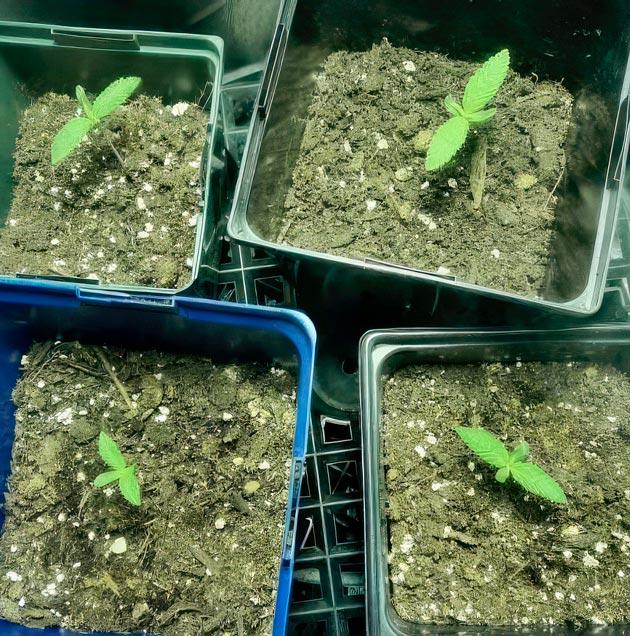 Активный рост конопли сорта End Game R2