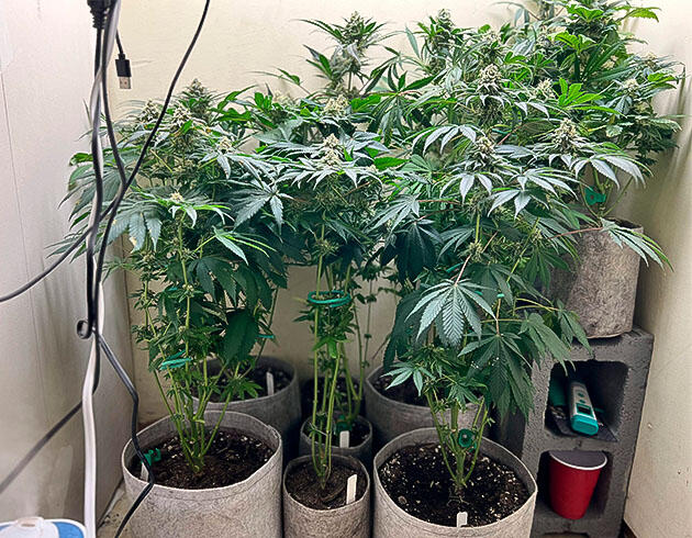 Кусты Mac n’ Jack R1 на 10 неделе выращивания