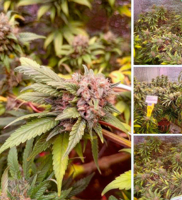 Шишки набирают массу и покрываются трихомами