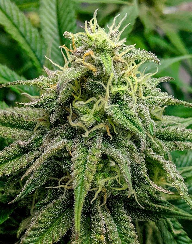 Каннабис Jack Herer с активным наращиванием смолы и плотности соцветий