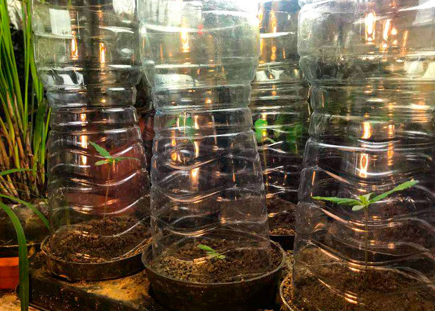 Проращивание семян конопли Runtz Muffin