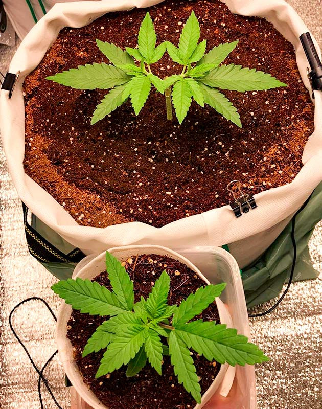 Гроурепорт сорта LSD