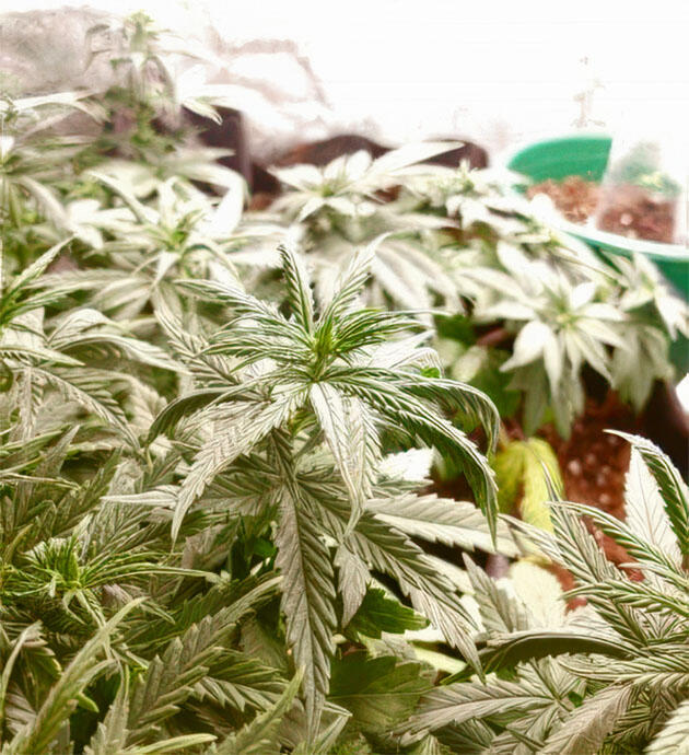 Молодой куст каннабиса после хлороза