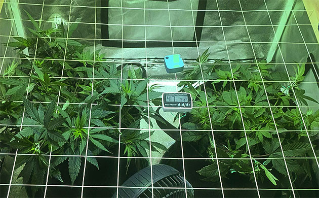 Sapphire OG: восстановление после тренировок