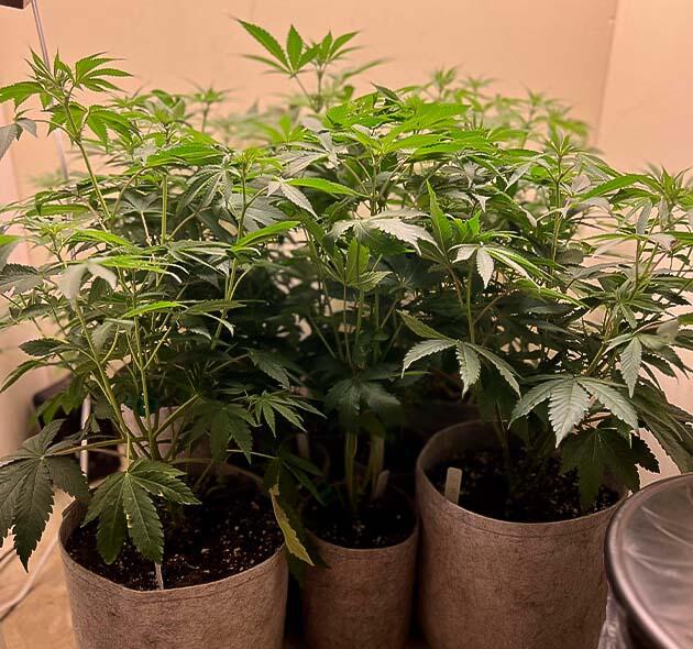 Кусты Mac n’ Jack R1 от Ethos Genetics на 1 неделе цветения