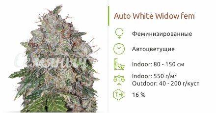 Auto White Widow fem от Pyramid Seeds