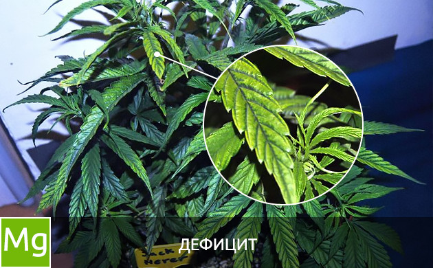 Листья при дефиците магния