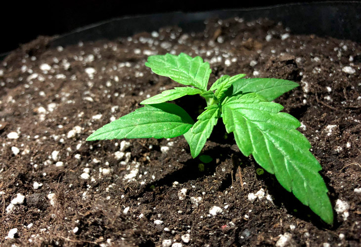 Pineapple Express auto за 10 дней выращивания