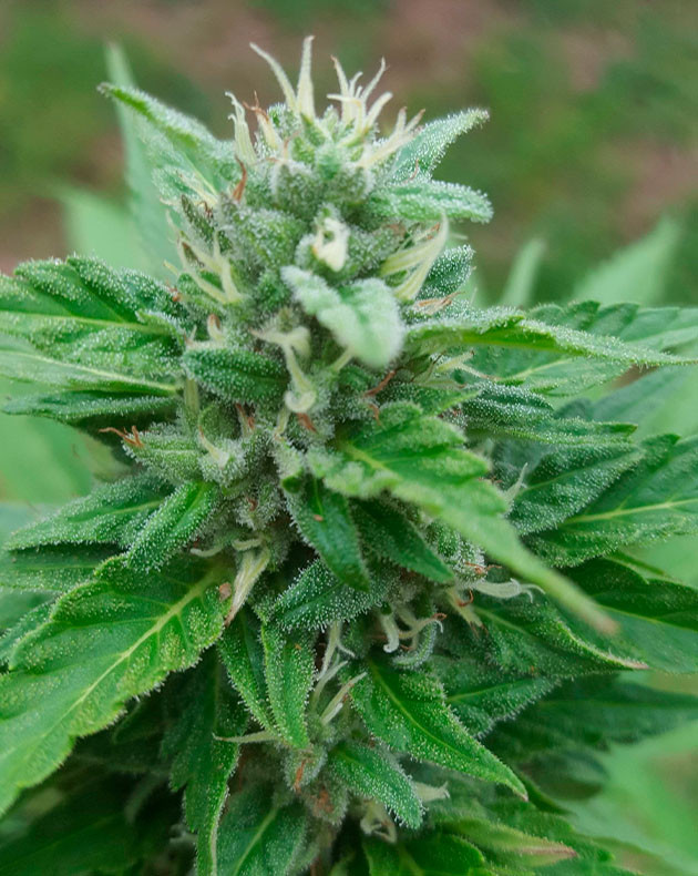 Бутон с белыми стигмами