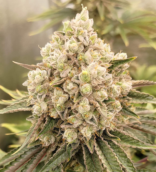 Приближение харвеста Lemon Tree: ожидание и тревога