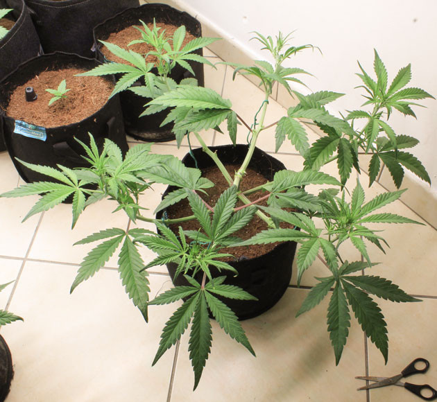 Стимуляция развития соцветий Tropicana Cookies Auto