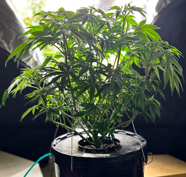 Перевод на цветение растения Roze Runtz